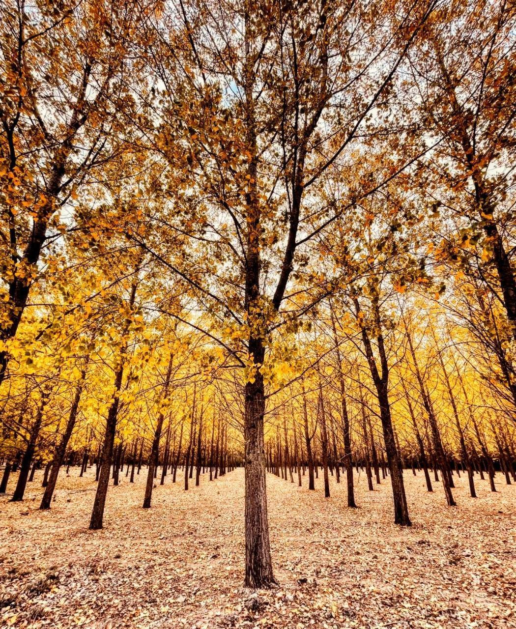Alojamiento Rural Los Hacheros ตรากาเซเต ภายนอก รูปภาพ